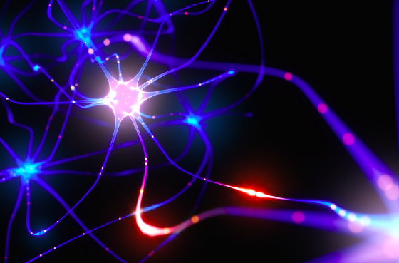 The Neurons