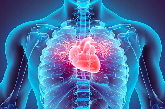 An illustration of the Heart and the Heart's Valves