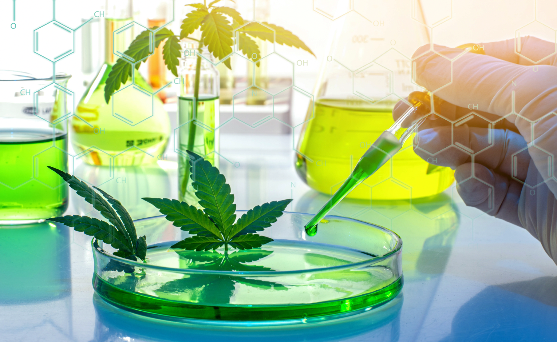 A scientist experimenting with cannabis in the laboratory